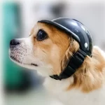 Pet Motorcycle Helmet. Safe And Reliable